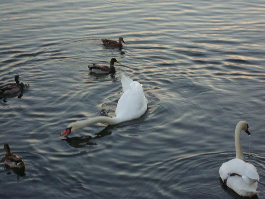 Swans Feeding