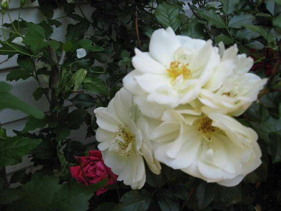 My Photos Swans Yellow Iris Orange Rose Coconuts 